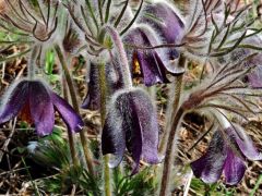 Feketéllő kökörcsin (védett)