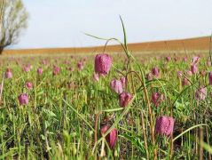 Kockás liliom (védett)