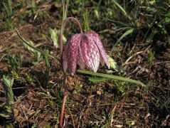 Kockás liliom (védett)