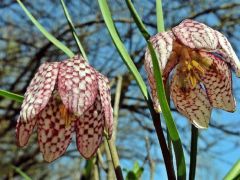 Kockás liliom (védett)