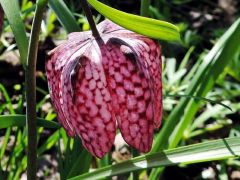 Kockás liliom (védett)