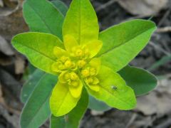 Színeváltó kutyatej