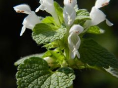 Piros árvacsalán - albínó