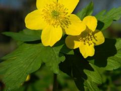 Bogláros szellőrózsa