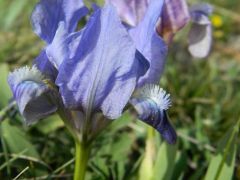 Apró nőszirom - kék színváltozat (védett)