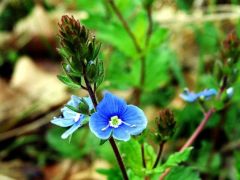 Ösztörűs veronika