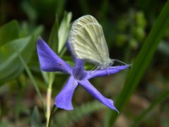 Pusztai meténg (védett)