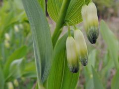 Soktérdű salamonpecsét