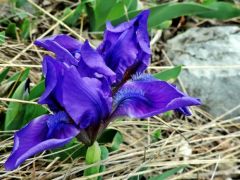 Apró nőszirom (védett)