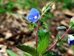 Ösztörűs veronika