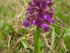 Agárkosbor (védett)