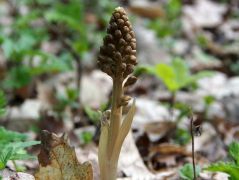 Madárfészek kosbor (védett)