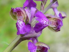 Agárkosbor (védett)