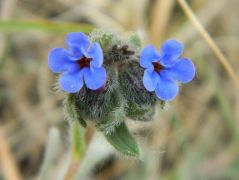 Homoki báránypirosító (védett)