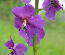 Lila őkörfarkkóró