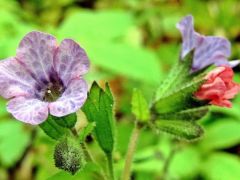 Bársonyos tüdőfű