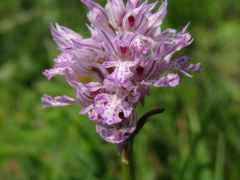 Tarka kosbor (védett)