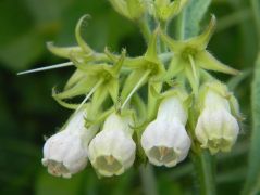 Fekete nadálytő, fehér változat