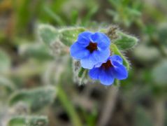 Homoki báránypirosító (védett)