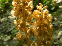 Madárfészek kosbor  (védett)