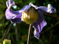 Réti iszalag (védett)