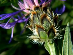 Tarka imola (védett)