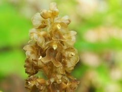 Madárfészek kosbor (védett)