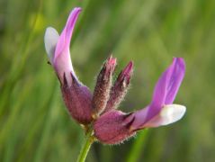 Fehéres csüdfű (védett)