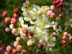 Koloncos legyezőfű