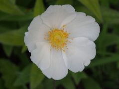 Erdei szellőrózsa (védett)