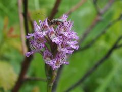 Tarka kosbor (védett)