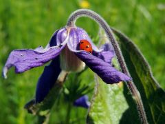 Réti iszalag (védett)