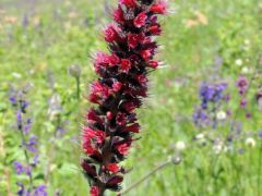 Piros kígyószisz (védett)