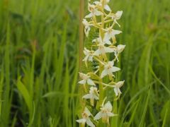 Kétlevelű sarkvirág (védett)