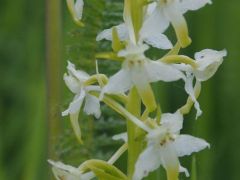 Kétlevelű sarkvirág (védett)