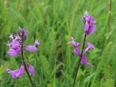 Nagy pacsirtafű (védett)