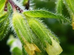 Borzas vértő (védett)