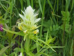 Mezei csormolya fehér változat