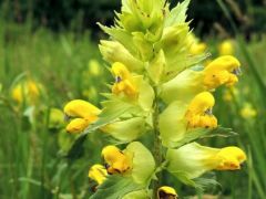 Csörgő kakascímer