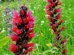 Piros kígyószisz (védett)