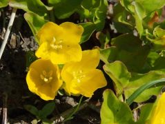 Pénzlevelű lízinka