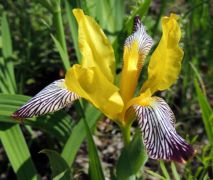 Tarka nőszirom (védett)