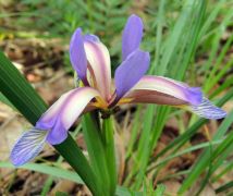 Pázsitos nőszirom (védett)