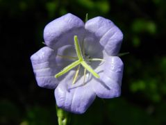 Baraclevelü harangvirag