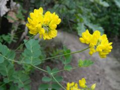 Sárga koronafürt (védett)