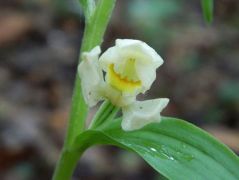 Fehér madársisak (védett)