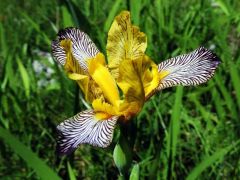 Tarka nőszirom (védett)