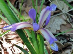 Pázsitos nőszirom (védett)