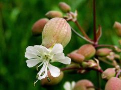 Hólyagos habszegfű