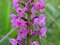 Szúnyoglábú bibircsvirág (védett)